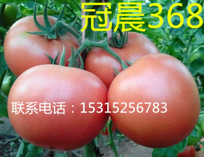 優(yōu)質(zhì)的荷蘭進(jìn)口番茄種子_進(jìn)口抗TY病毒西紅柿種子