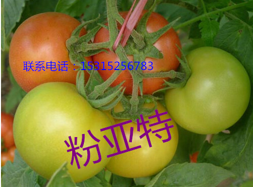 優(yōu)質(zhì)耐低溫番茄種子_耐寒性好的高產(chǎn)西紅柿種子