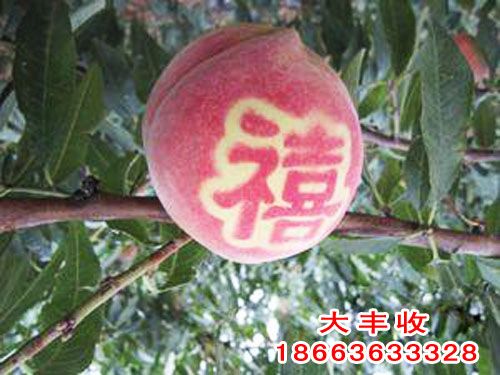 【咨詢】山東哪里批發(fā)大棚桃樹苗？——大豐收！