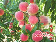 【大家都說好！】映霜紅種植，映霜紅基地推薦//大豐收