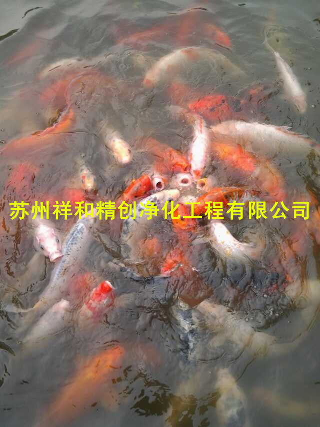 魚池水為什么會發嗅？