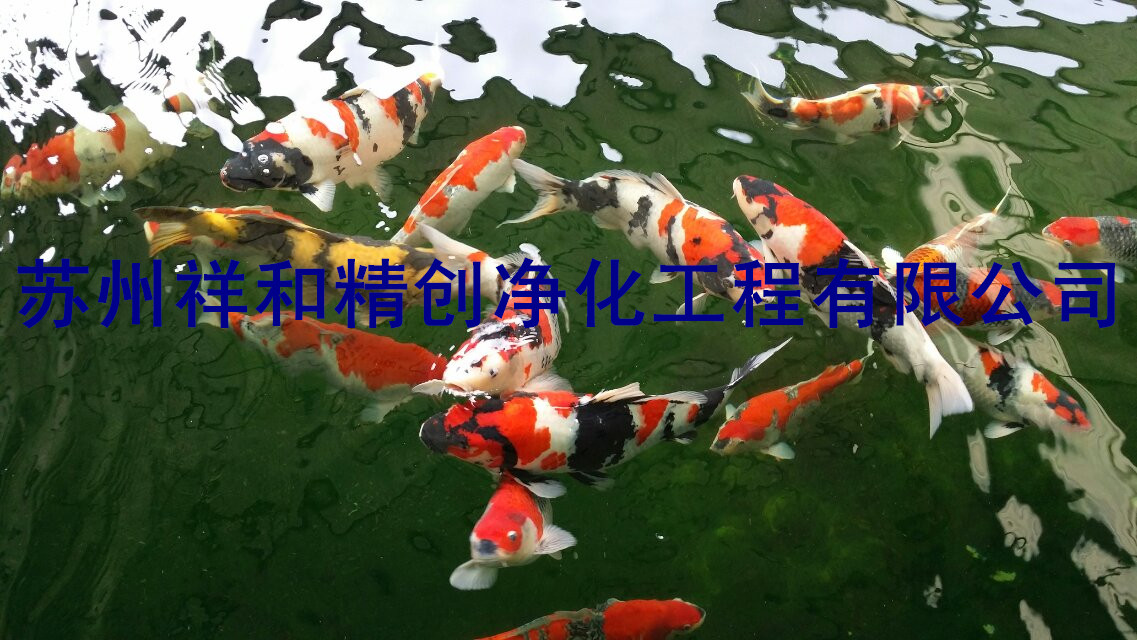 承德市專業(yè)處理魚池水發(fā)綠，青苔藻類。         供應(yīng)