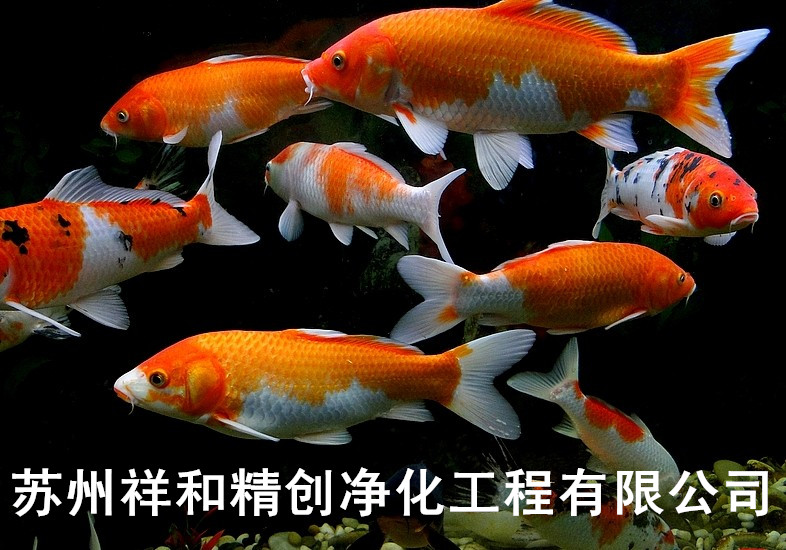 論如何養(yǎng)好金魚和錦鯉》