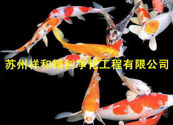 魚池生物凈化，新產(chǎn)品新工藝，高科技技術隆重上市。