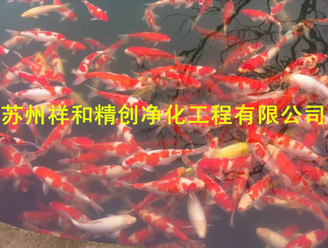 衢州市處魚池水發(fā)綠，發(fā)臭，發(fā)黃，假山噴泉安裝，魚池凈化青