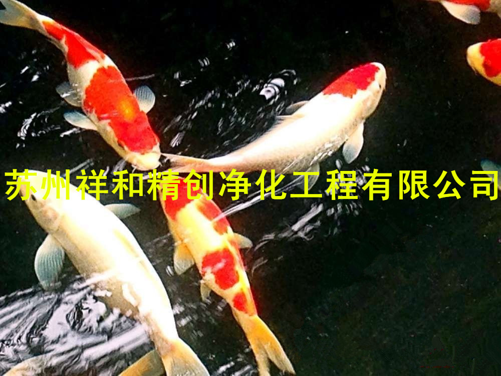 遵義市魚池凈化工程，處理別墅企業單位魚池水發綠，常年不換水