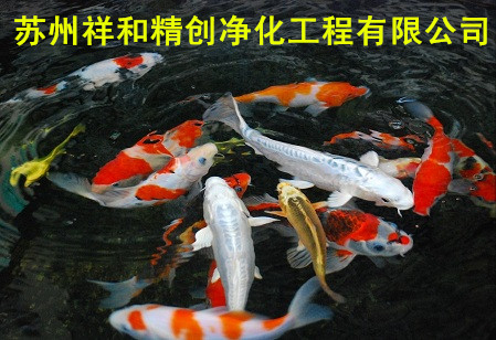 泰州市魚池水處理工程，選（精創(chuàng)）環(huán)保，保質(zhì)保量，后果無憂