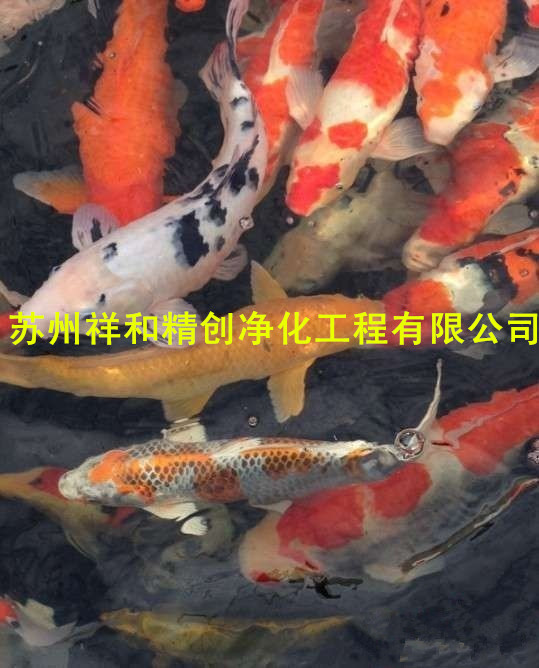 绵阳市处理别墅，单位，鱼池水发绿，假山喷泉设计施工。