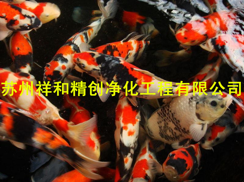 三亞市環(huán)保企業(yè)魚(yú)池水處理，當(dāng)tjx，百分百jx處理魚(yú)池水