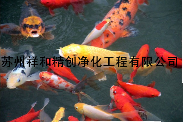 金華市景觀魚池凈化【精創環保】給你一個清爽的魚池環境