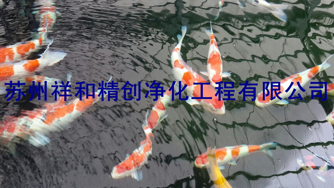 魚池水處理過濾凈化找祥和精創(chuàng)凈化工程_杭州魚池水處理過濾凈化