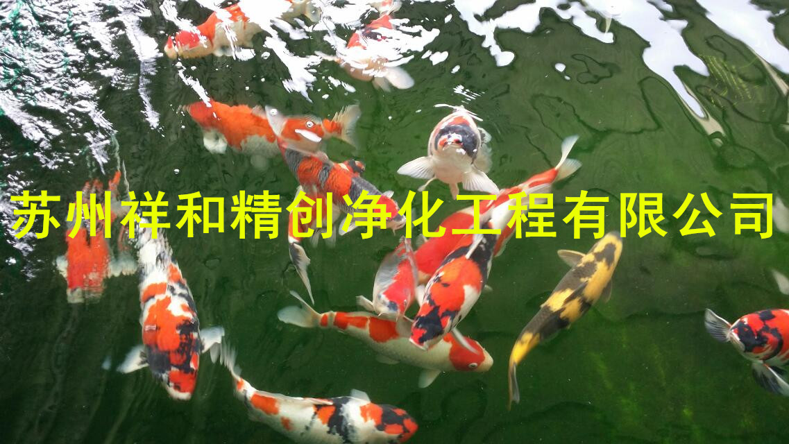 常年無需換水，水質(zhì)清澈見底！  “蘇州市祥和精創(chuàng)凈化工程景觀