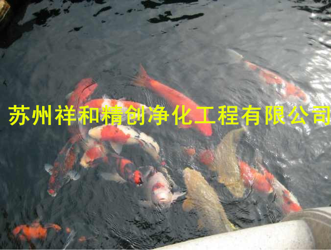 常年無需換水，水質(zhì)清澈見底！  “蘇州市祥和精創(chuàng)凈化工程景觀