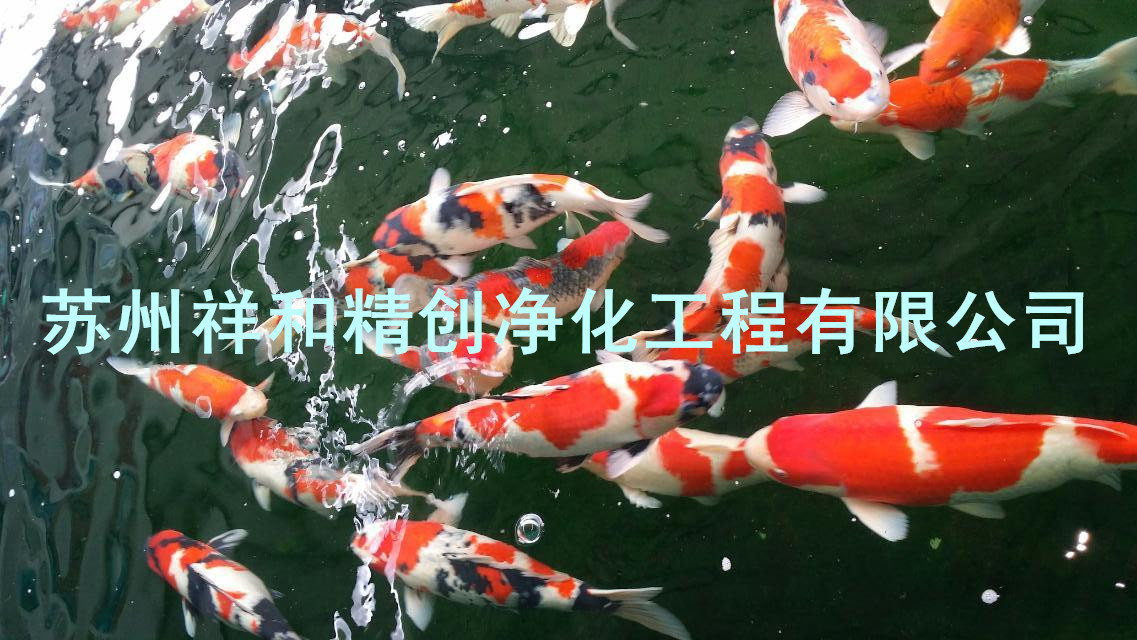 浙江省景觀魚池水處理專家，最知名先進的魚池凈化工程公司。