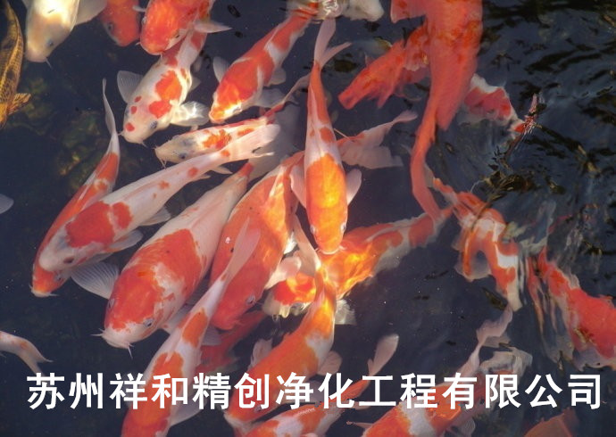 金華市全國最強(qiáng)大技術(shù)，水處理專家，專業(yè)處理景觀魚池水