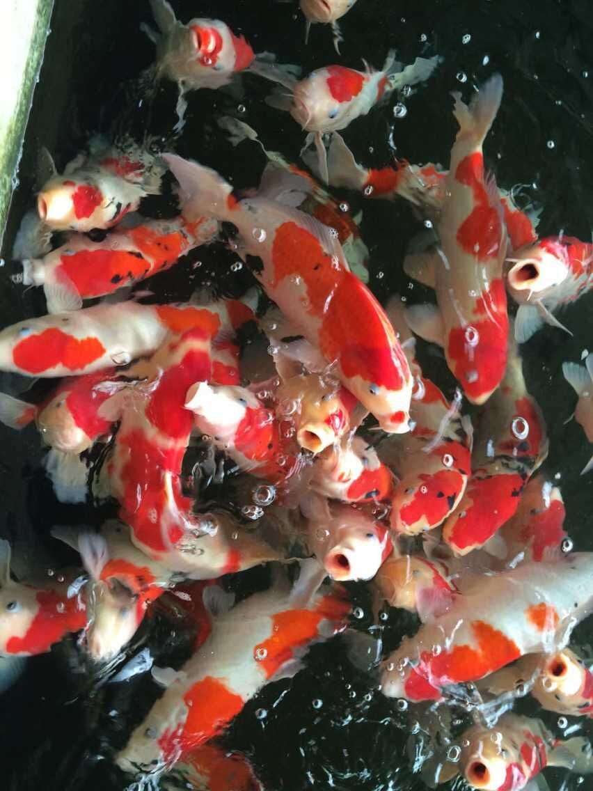 蕭山魚(yú)池水處理，信譽(yù)好的魚(yú)池水處理哪里有