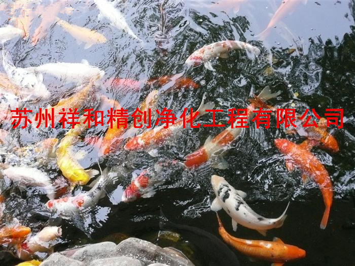 金華市最科學(xué)的殺苔去藻專家，使魚(yú)池常年無(wú)需換水。