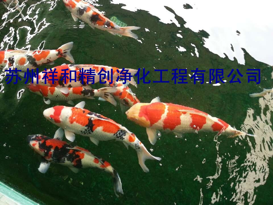 無(wú)錫市景觀水處理，專(zhuān)為別墅單位魚(yú)池凈化水。