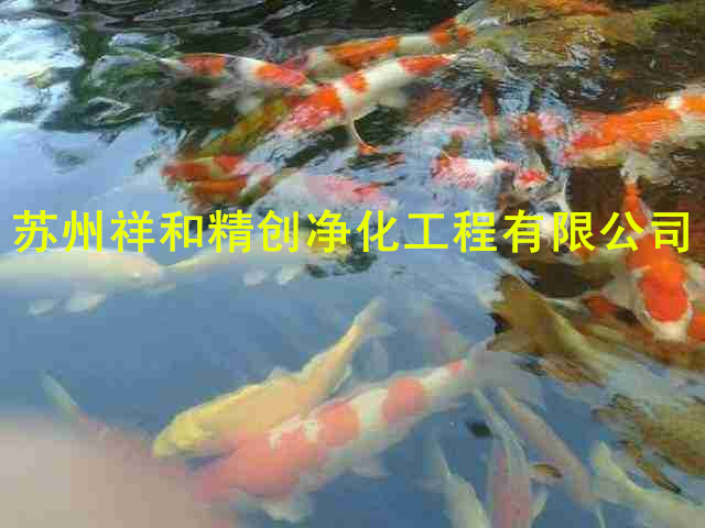 無錫市魚池過濾魚池循環(huán)魚池凈化，鏟除青苔藻類。