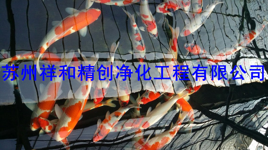 合肥市魚池水發(fā)綠，魚池水發(fā)臭，發(fā)黃，我們?yōu)槟阋淮涡詮氐捉鉀Q。