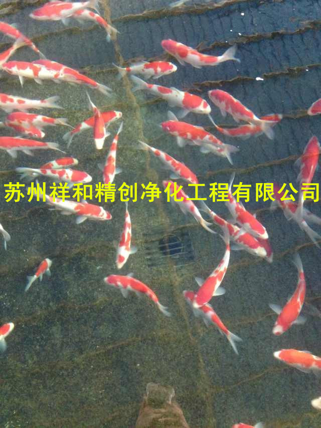 上海市魚池凈化循環(huán)公司，專業(yè)做過濾循環(huán)凈化魚池工程。