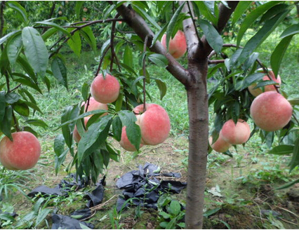 河北仲秋蜜桃樹苗基地用心培育種植，多年行業(yè)經(jīng)驗(yàn)【放心之選】