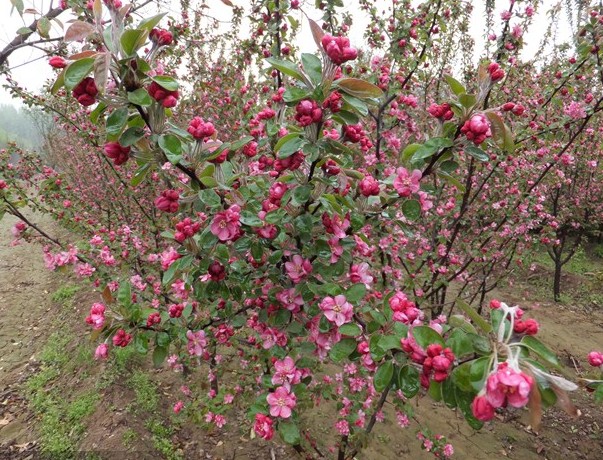 山東【紅寶石海棠】價格超實惠，基地誠意邀您來基地洽談合