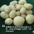 河北 石家莊 保定 承德 香煎油炸迷你小土豆批發商信息
