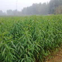 占地用桃苗种植基地，精品占地用桃苗推荐