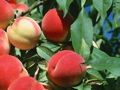 大量出售山東映霜紅桃苗——映霜紅桃苗基地