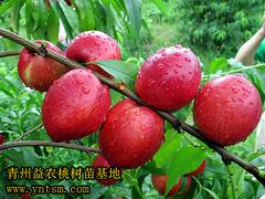 想要精品金秋紅蜜就來益農(nóng)桃苗基地——山東金秋紅蜜