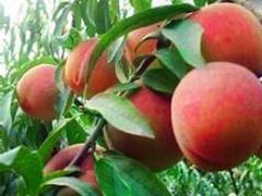 精品映霜紅桃苗推薦_供應(yīng)映霜紅桃苗