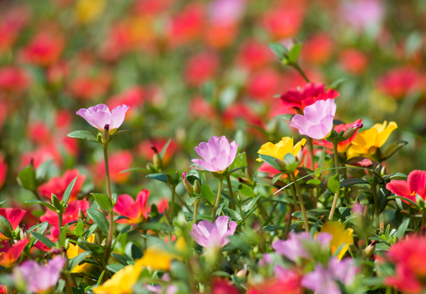 【太阳花报价】樱花种植基地//宿根地被供应||易种植的金鸡菊