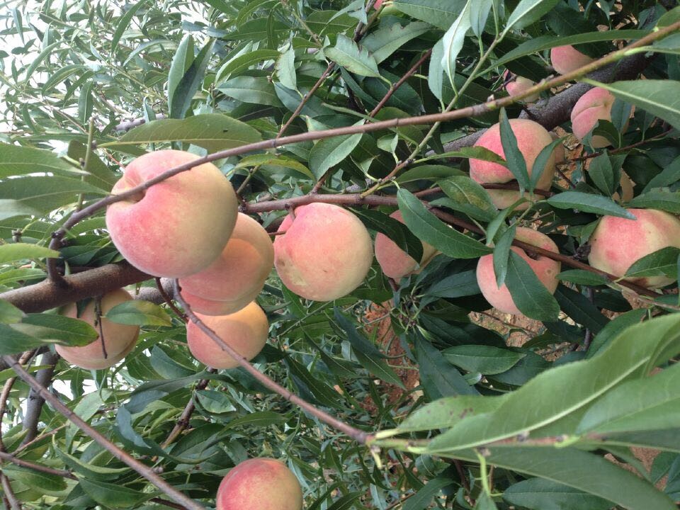 甘肅【沂蒙霜紅桃】批發(fā){sx}基地臨沂鑫樂沂蒙霜紅桃