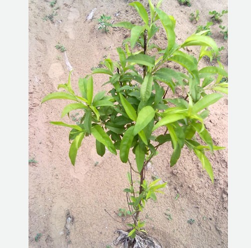 石家莊沂蒙霜紅桃苗【抗病性強】，成活率高，贏得客戶的一致好評