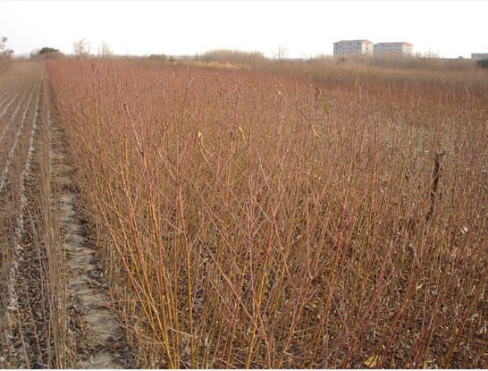 河北沂蒙霜紅桃苗基地【專業(yè)培育】，掛果率高，值得信賴