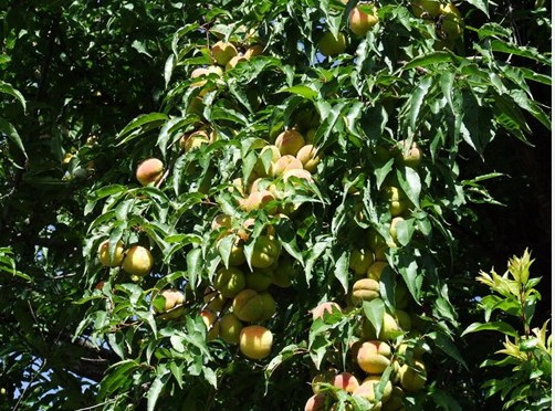 大同沂蒙霜紅桃苗基地精心培育樹苗暢銷國內(nèi)各地，種苗成活率高