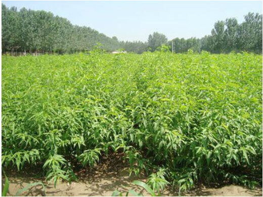 【全國直銷】的泰安沂蒙霜紅桃樹苗，基地誠意保證品質