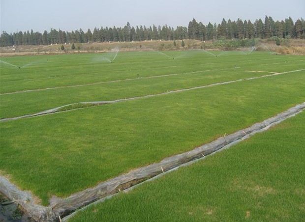 武漢草坪種植|武漢草坪基地【湖北首推，綠源】武漢草坪