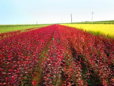 【信譽可靠有保證】安徽香樟基地☆安徽香樟供應☆安徽香樟報價