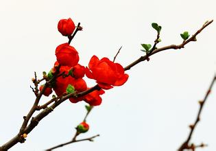 合肥紅梅|合肥紅梅供應(yīng)【火熱銷售，選綠苑】合肥紅梅報(bào)價(jià)哪家好