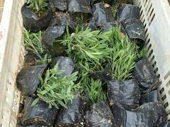 濰坊優惠的薰衣草供應：東營薰衣草