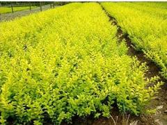 洺瑜花卉苗木出售專業(yè)的牽牛：牽?；ㄖ变N