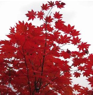 五角楓小苗【五角楓小苗價(jià)格】五角楓小苗供應(yīng)商