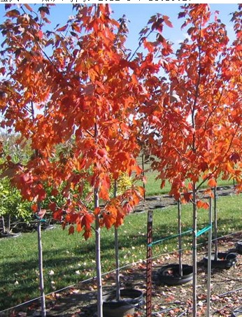 山東美國(guó)紅楓小苗||美國(guó)紅楓小苗價(jià)格【美國(guó)紅楓小苗】
