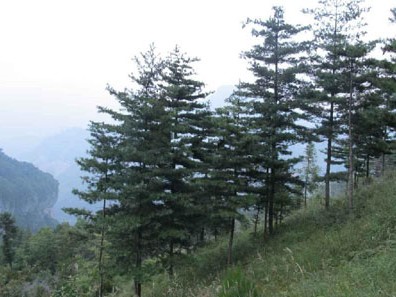 沂蒙華山松苗基地【華山松業(yè)內(nèi)ldpp】遼寧華山松苗批發(fā)