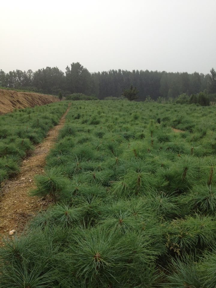 聊城油松小苗基地專業(yè)團隊種植培育，讓您種植無后顧之憂