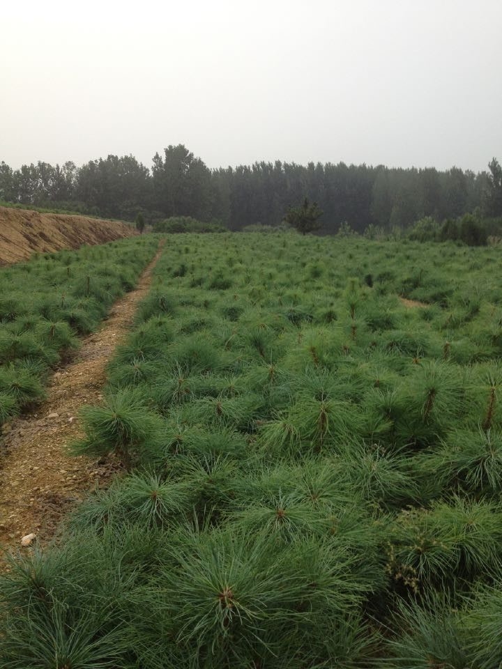【誠意服務(wù)】山東側(cè)柏小苗基地為您提供專業(yè)的售后種植服務(wù)