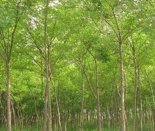 大葉女貞種植 大葉女貞基地 大葉女貞價(jià)格 濰坊大葉女貞