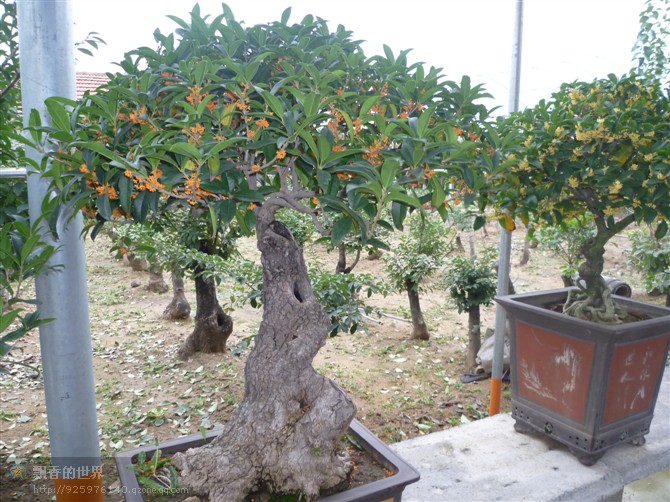 临沂价格合理的桂花盆景供应：优质的桂花盆景